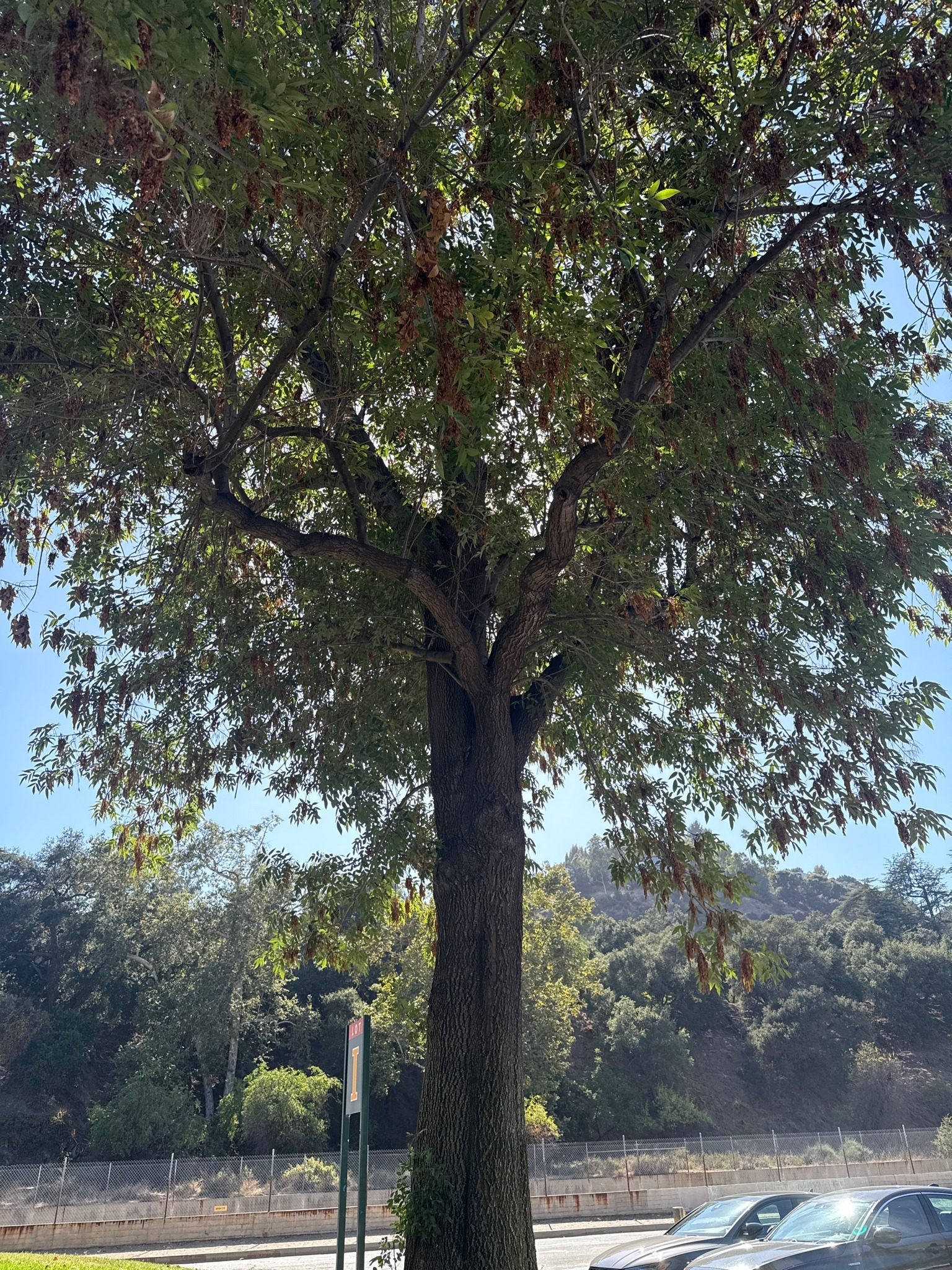 Green Ash