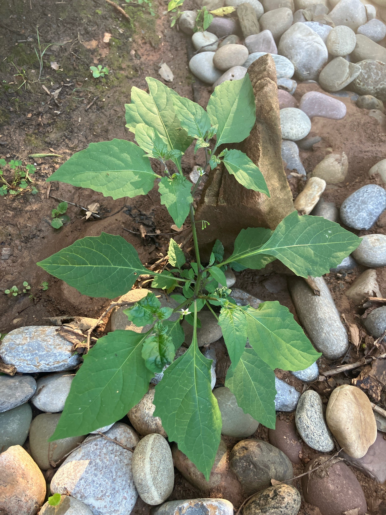 Black Nightshade