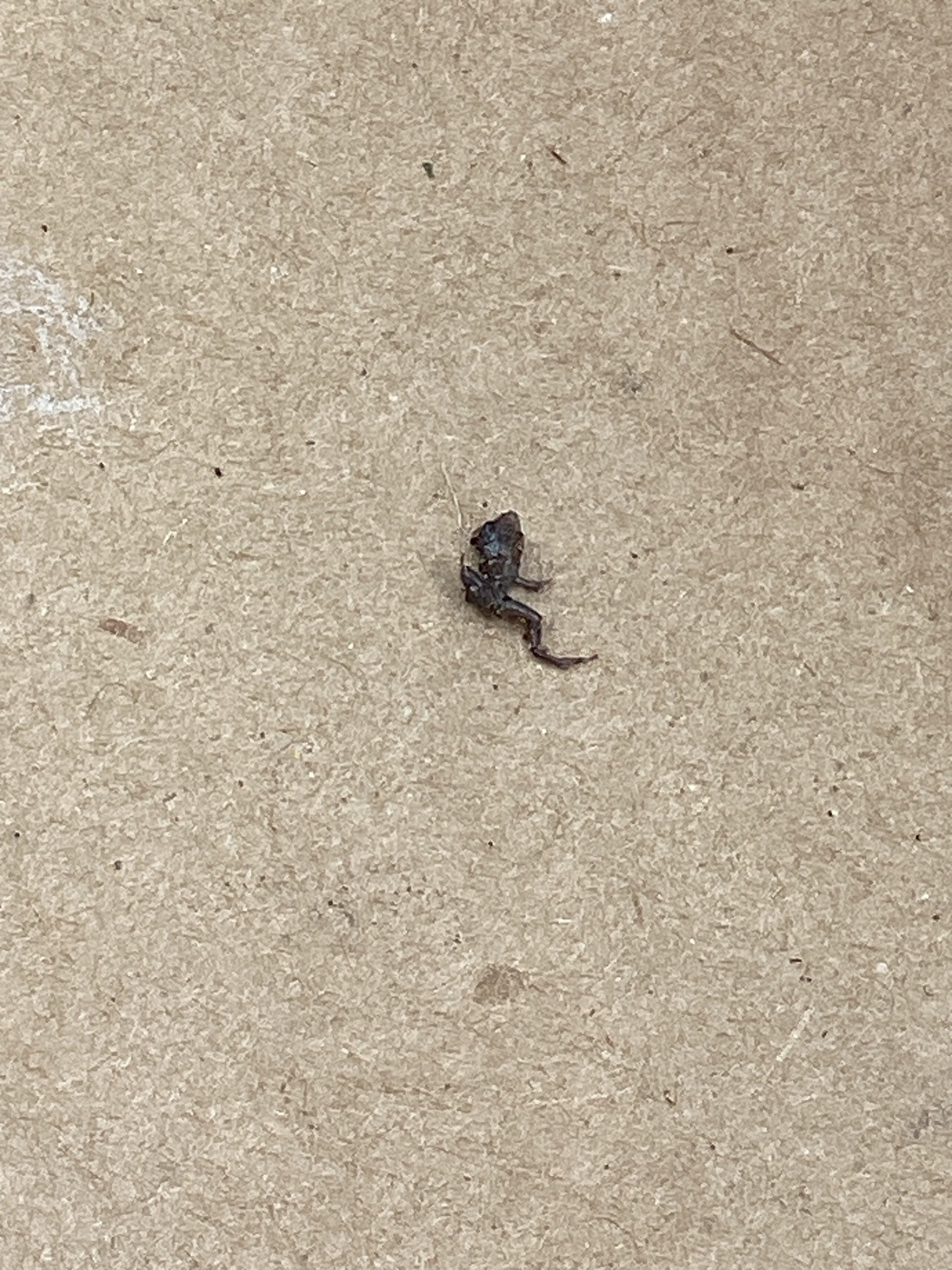 Desiccated Frog or Toad
