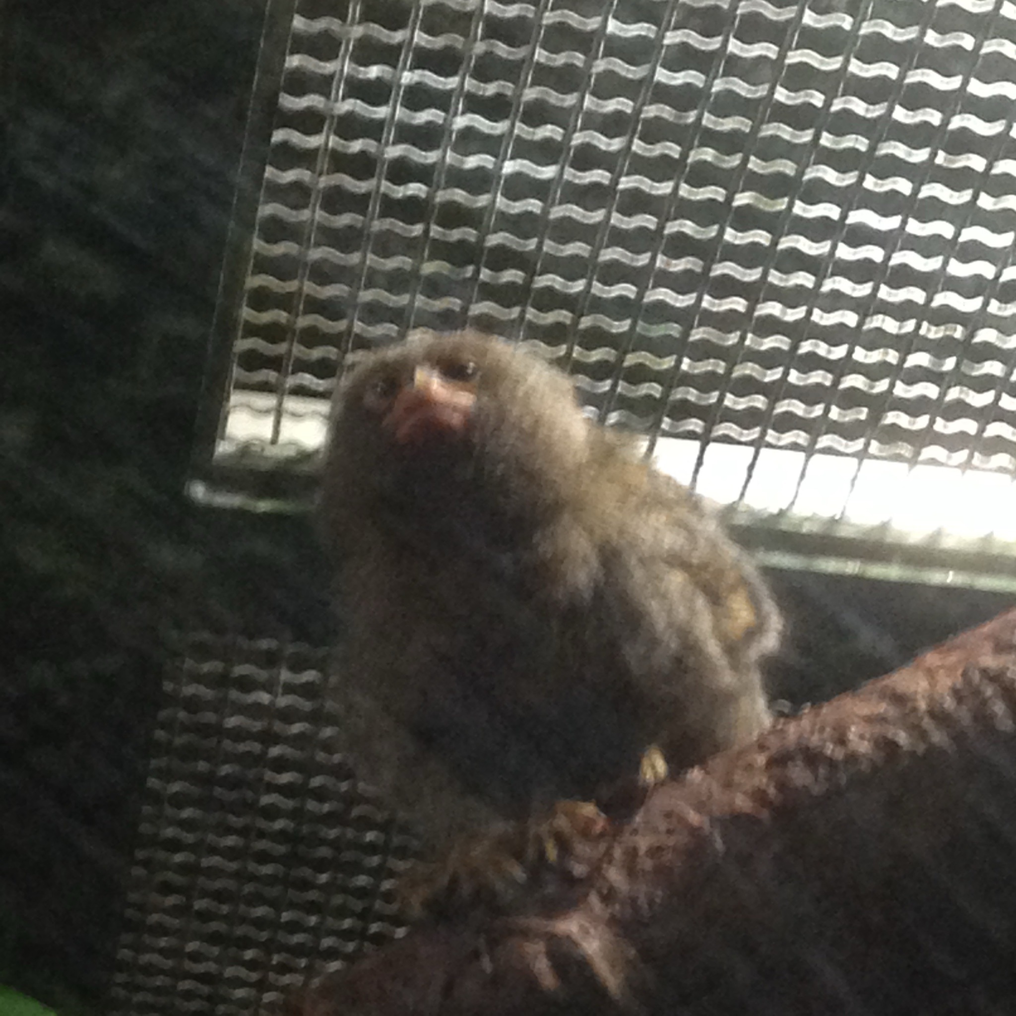 Pygmy Marmoset
