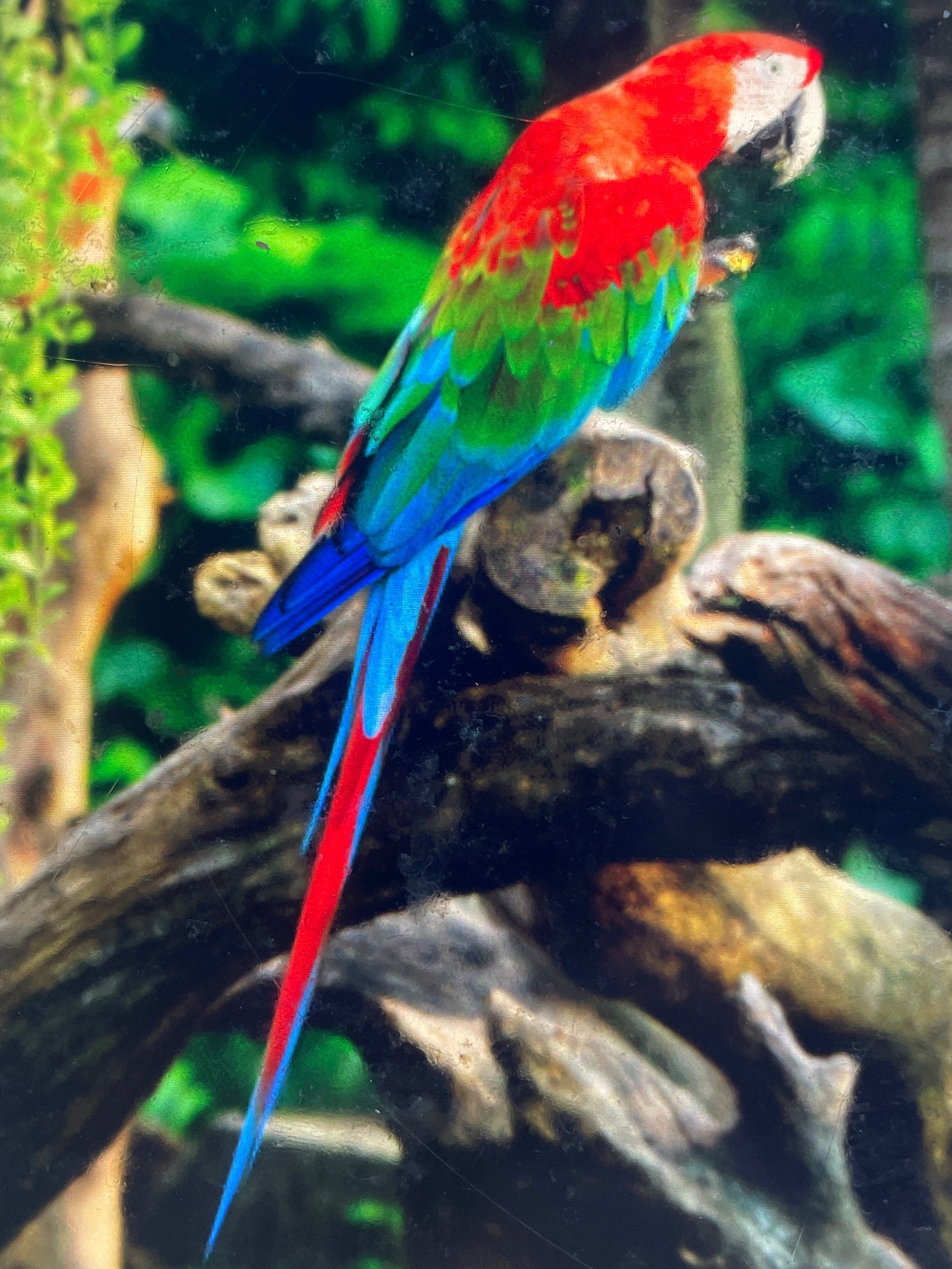 Green-winged Macaw