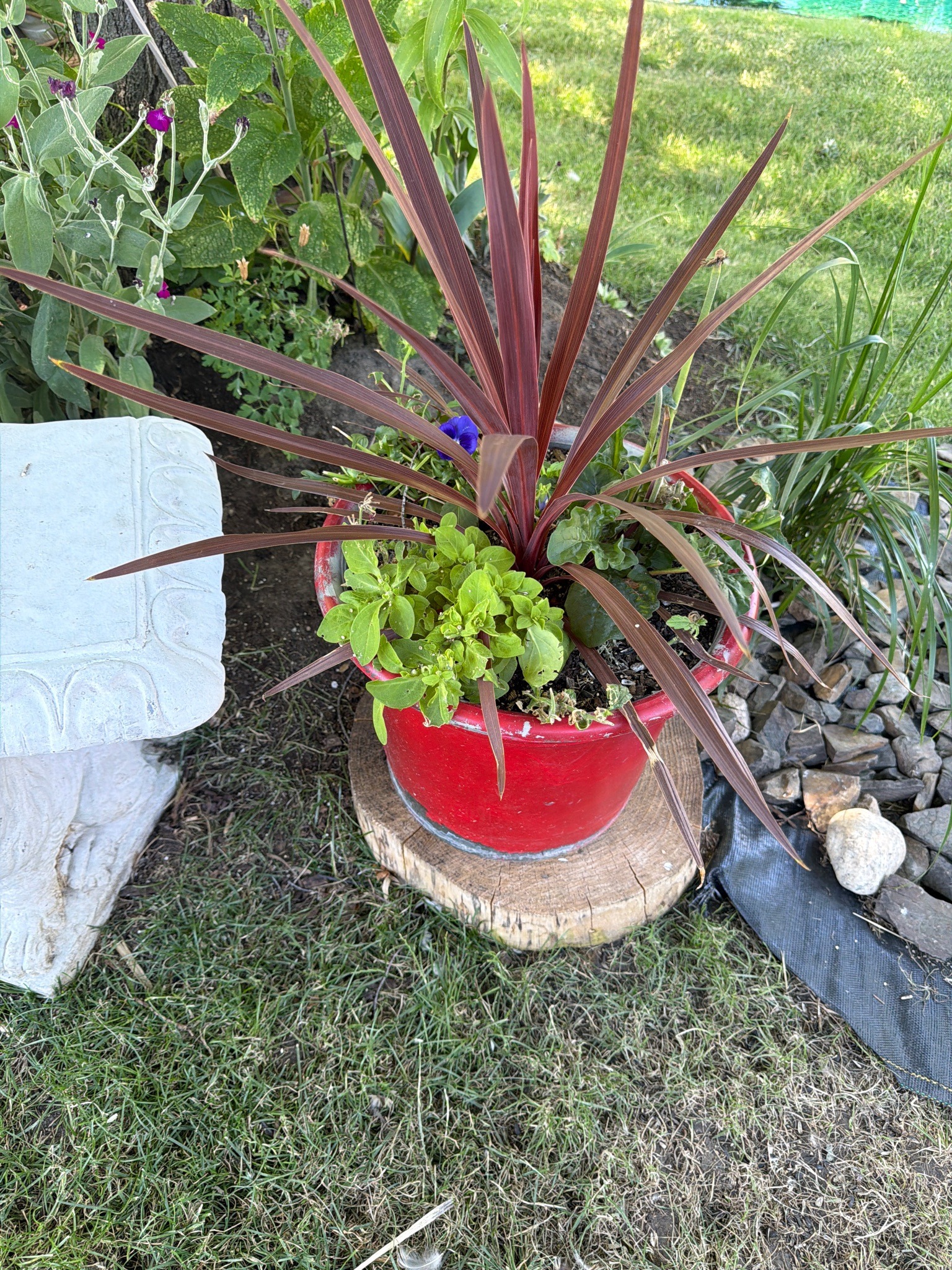 Red Star Spike (Cabbage Palm)