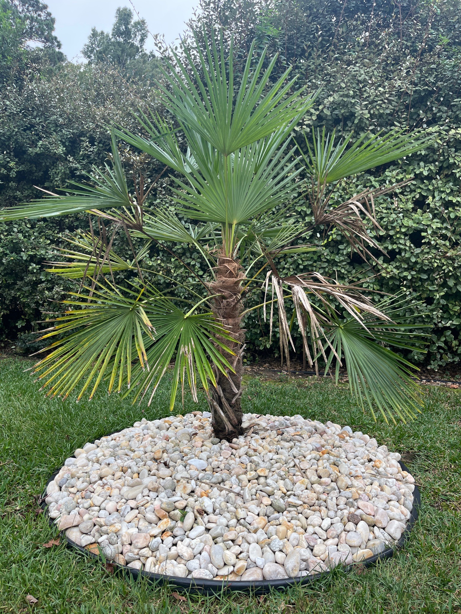 Windmill Palm