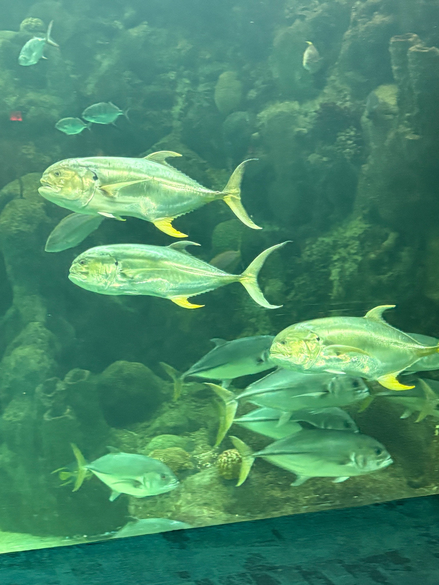 Crevalle Jack