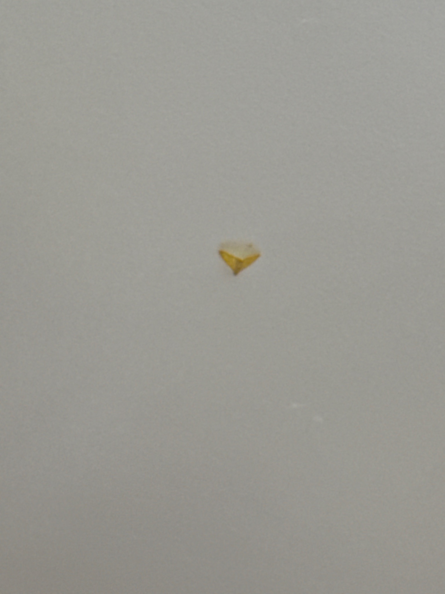 Spining Golden-Spined Spider Egg Sac
