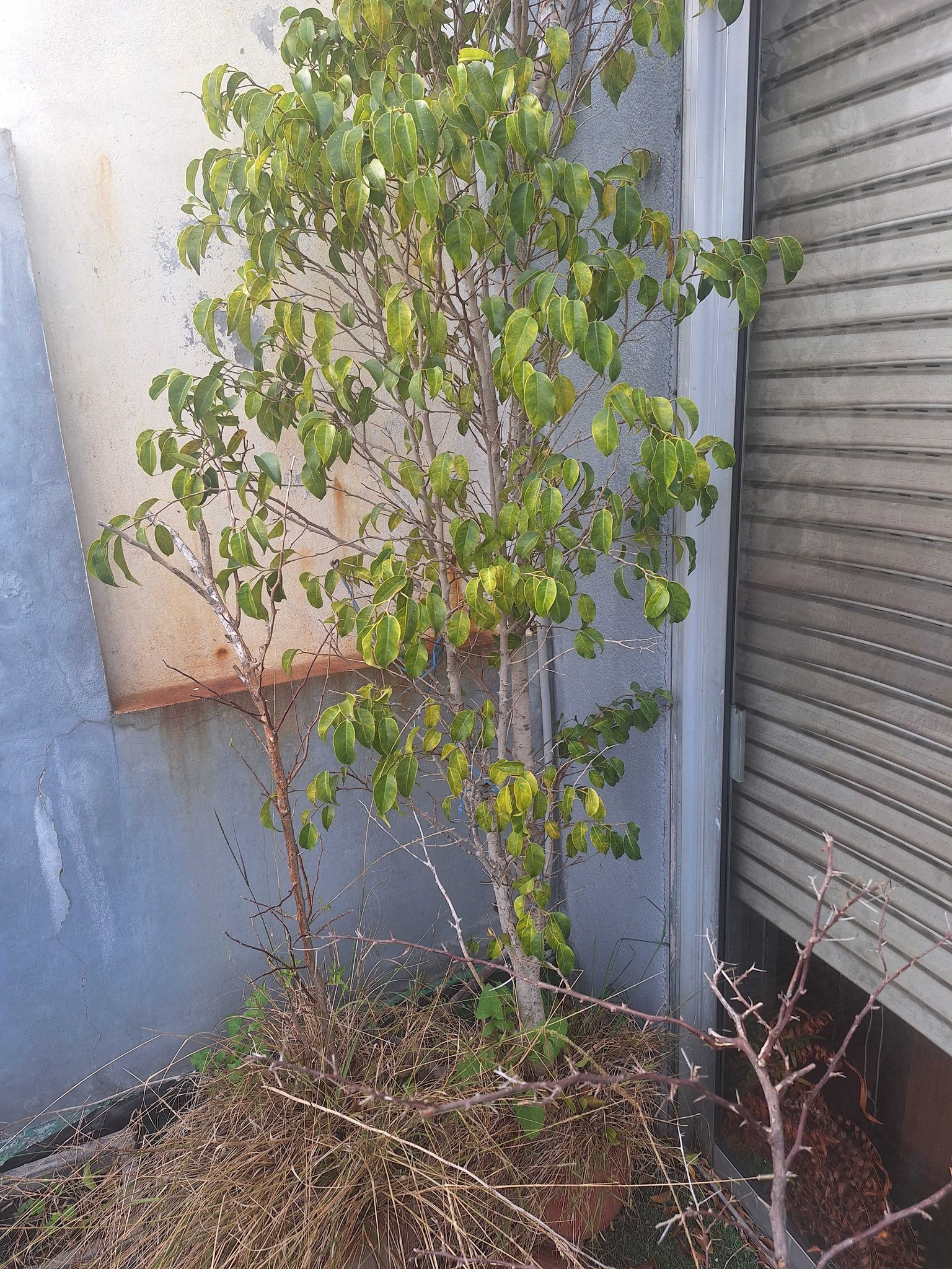 Weeping Fig