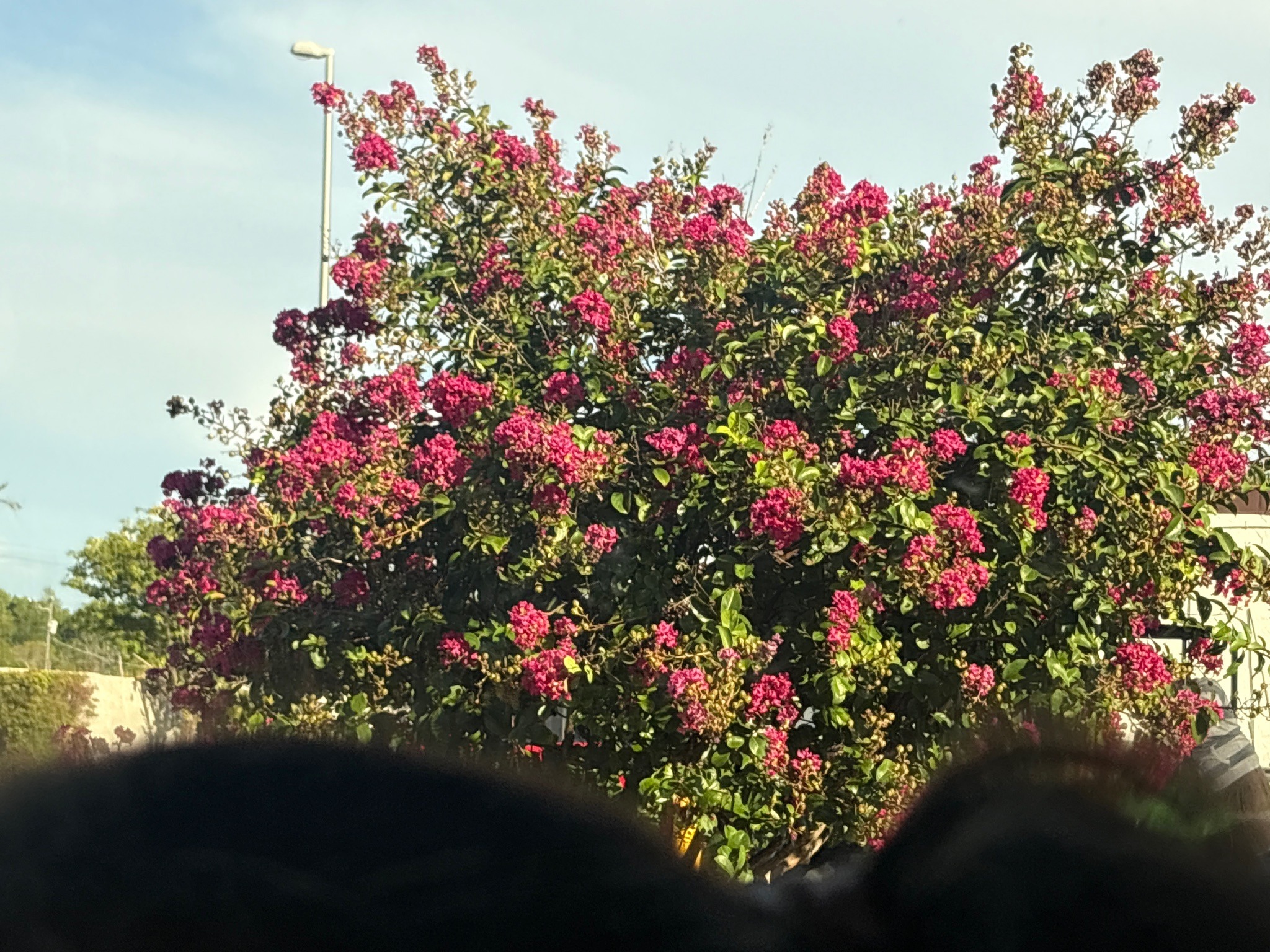 Crape Myrtle