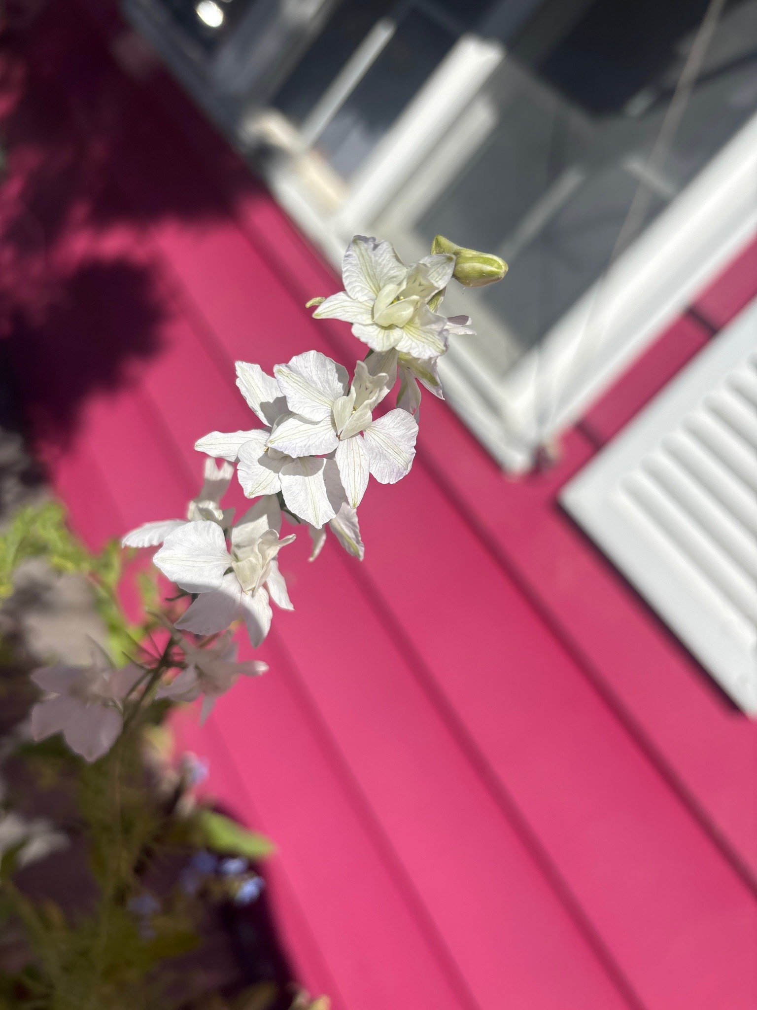 Delphinium